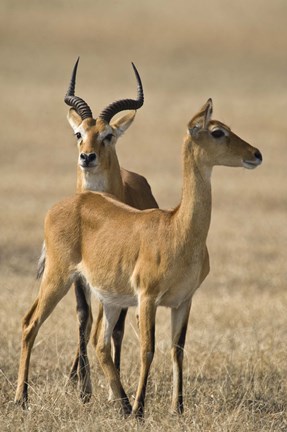 Framed Pair of Ugandan kobs (Kobus kob thomasi) mating behavior sequence, Queen Elizabeth National Park, Uganda Print