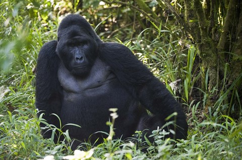 Framed Mountain Gorilla Sitting in a forest, Bwindi Impenetrable National Park, Uganda Print
