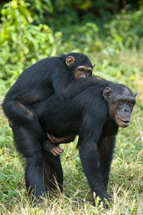 Framed Female chimpanzee (Pan troglodytes) carrying its young one on back, Kibale National Park, Uganda Print