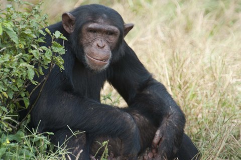 Framed Chimpanzee (Pan troglodytes) in a forest, Kibale National Park, Uganda Print
