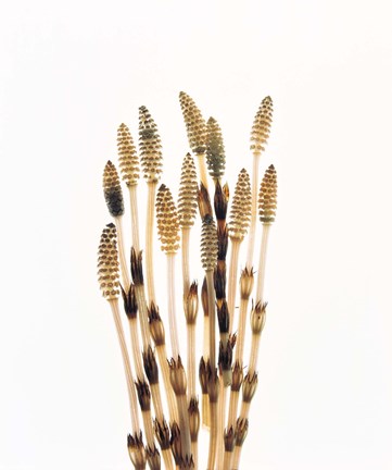 Framed Flowers against white background Print