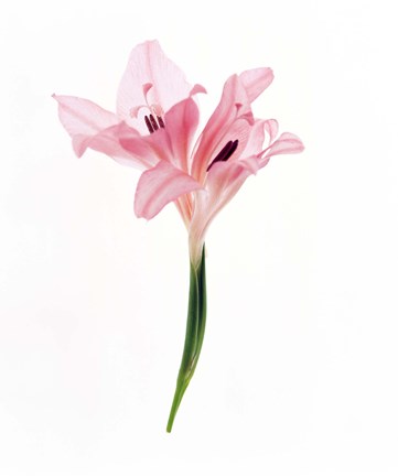 Framed Cut out of flower Print