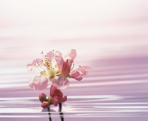 Framed Flower with Water Background Print