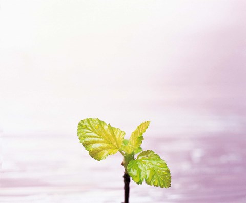 Framed Droplet on plant leaf, close up Print