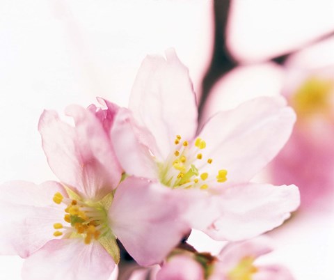 Framed Close up of cherry blossom Print