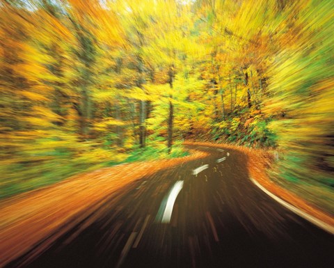 Framed Highway amidst forest Print