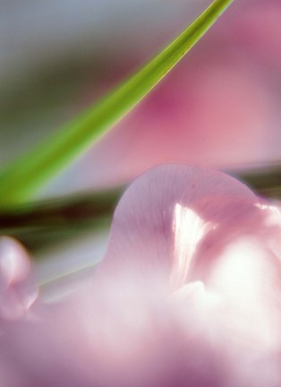 Framed Purple Flower and green leaf Print