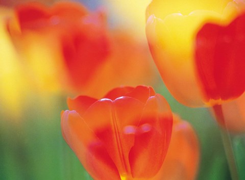 Framed Tulip Flowers Print