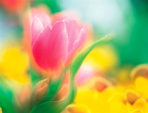 Framed Flowers Print