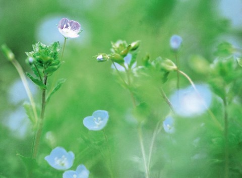 Framed Wildflowers Print
