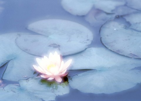 Framed Pink Flower in Pond, Lotus Print