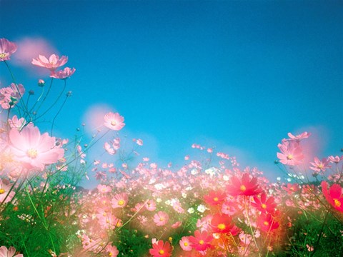 Framed Shiny pink flowers in bloom with blue sky Print