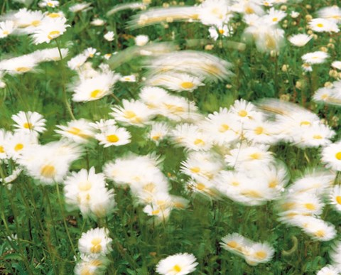 Framed Daisy flowers with blur motion Print