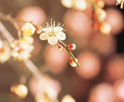 Framed Cherry blossom in selective focus Print