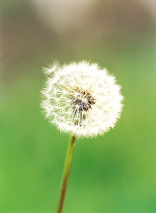 Framed Dandelion seeds, close-up view Print