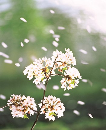 Framed Flower petals floating in air Print