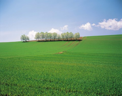 Framed Trees lined in crop field with sky and clouds in background Print