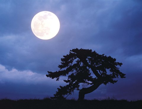 Framed Silhouetted tree with full moon in sky Print
