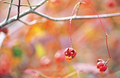 Framed Thin Tree Branch with Bud Print