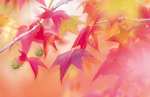 Framed Red Leaves with Backlit, Autumn Print