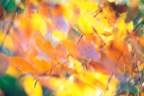 Framed Fallen Leaves on Ground with Backlit, Autumn Print