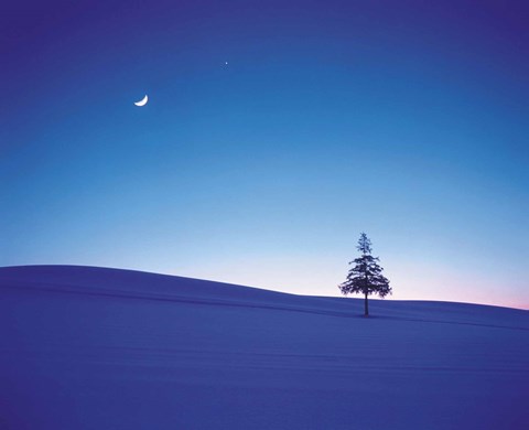 Framed Moon in Sky and Single Tree Print