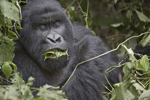 Framed Close-up of a Mountain gorilla (Gorilla beringei beringei) eating leaf, Rwanda Print
