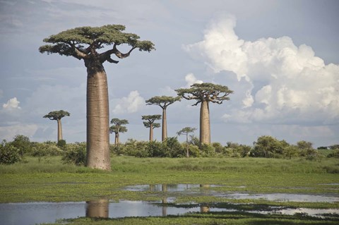Framed Baobab trees (Adansonia digitata) at the Avenue of the Baobabs, Morondava, Madagascar Print