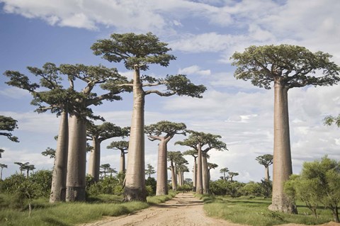 Framed Baobab Trees (Adansonia digitata) along a Dirt Road, Avenue of the Baobabs, Morondava, Madagascar Print