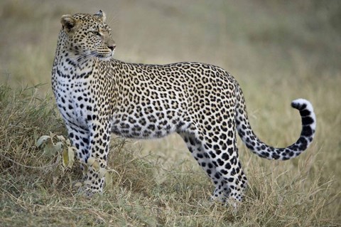 Framed Close-up of a leopard (Panthera pardus) in a forest, Tanzania Print