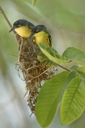 Framed Close-up of two Common Tody-Flycatchers (Todirostrum cinereum), Brazil Print