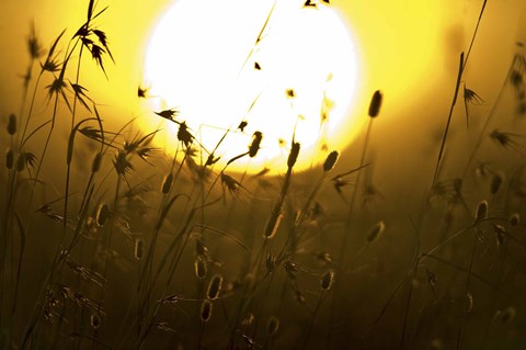 Framed Silhouette of grass at sunrise, Tanzania Print