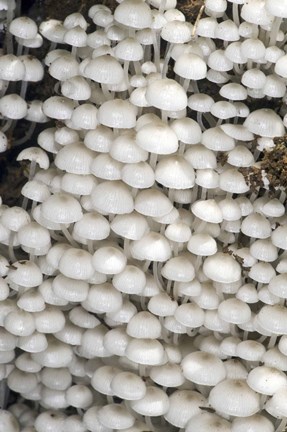Framed Close-up of mushrooms, Madagascar Print