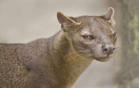 Framed Close-up of a fossa (Cryptoprocta ferox), Madagascar Print