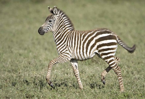 Framed Burchell&#39;s zebra (Equus quagga burchellii) colt walking, Tanzania Print