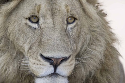 Framed Close-up of a male lion (Panthera leo), Tanzania Print