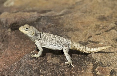 Framed Close-up of a lizard (Oplurus cyclurus), Madagascar Print