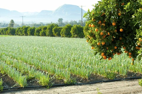 Framed Oranges on a tree with onions crop in the background, California, USA Print