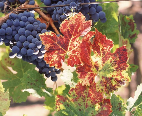 Framed Grapes on the Vine, Wine Country, California Print