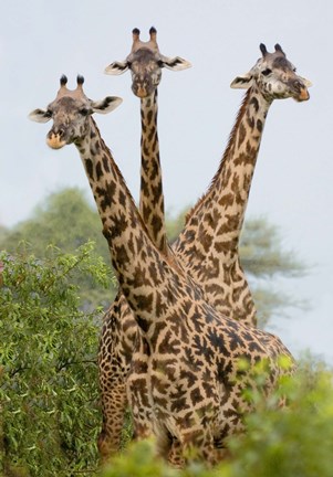 Framed Three Masai giraffe standing in a forest, Lake Manyara, Lake Manyara National Park, Tanzania Print