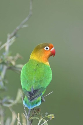 Framed Close-up of a Fischer&#39;s lovebird perching on a branch, Ngorongoro Conservation Area, Arusha Region, Tanzania Print