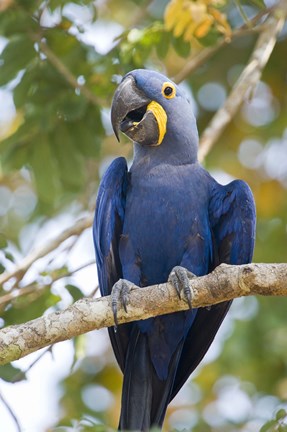 Framed Hyacinth macaw, Brazil Print