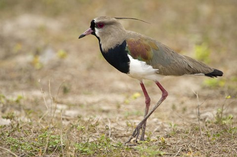 Framed Close-up of a Southern lapwing, Three Brothers River, Meeting of the Waters State Park, Pantanal Wetlands, Brazil Print