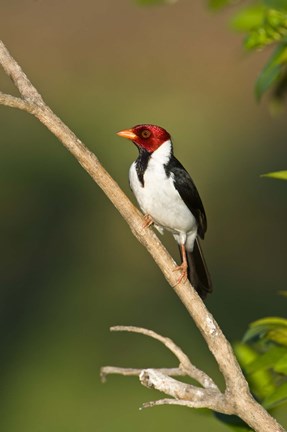 Framed Yellow-Billed cardinal on a branch, Three Brothers River, Pantanal Wetlands, Brazil (vertical) Print