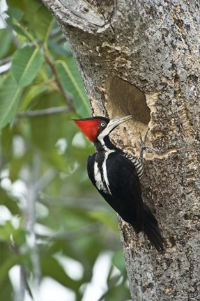 Framed Crimson Crested woodpecker, Three Brothers River, Meeting of the Waters State Park, Pantanal Wetlands, Brazil Print
