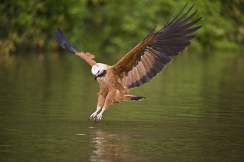 Framed Black-Collared hawk pouncing over water, Three Brothers River, Meeting of Waters State Park, Pantanal Wetlands, Brazil Print