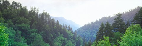 Framed Trees with a mountain range in the background, Great Smoky Mountains National Park, Tennessee, USA Print