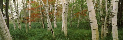 Framed Downy birch trees in a forest, Wild Gardens of Acadia, Acadia National Park, Maine Print