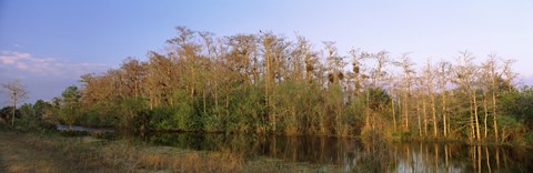Framed Reflection of trees in water, Turner River Road, Big Cypress National Preserve, Florida, USA Print