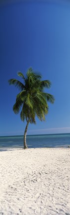 Framed Palm tree on the beach, Smathers Beach, Key West, Monroe County, Florida, USA Print